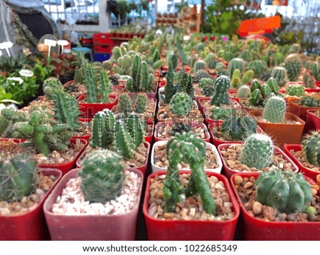 collection of cactus in pot at the market