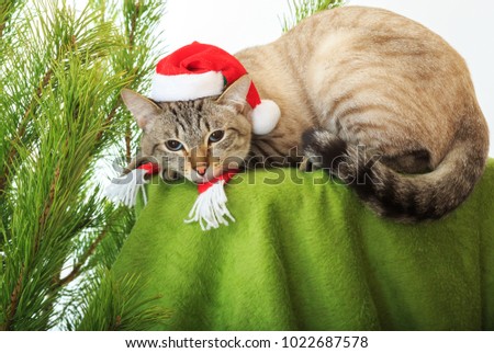 Funny cat in a Santa Claus hat under a Christmas tree