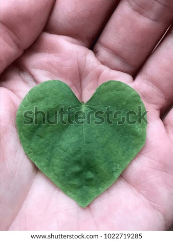 Heart-shaped green leaf in hand close-up