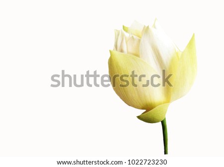 Lotus isolated on white background,There are additional spaces for text.