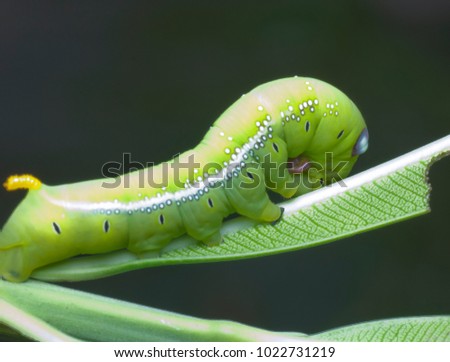 Huge green caterpillar.