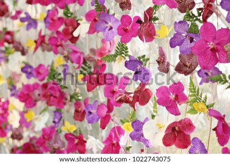 Beautiful flower curtain, orchid
