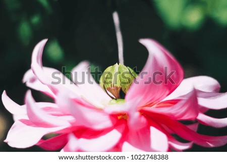 High resolution top view close up macro photography of beautiful pink petals flower blooming in front of green background with copy space. 