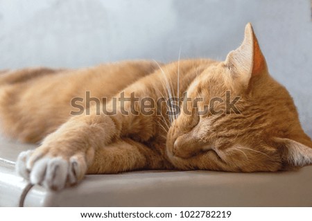 Cute cat sleeping in the day
