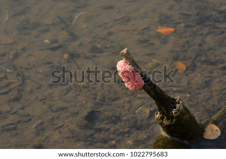 Pink eggs of colden applesnail on old stick in clear freshwater
