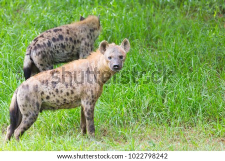 hyena on the grass green.