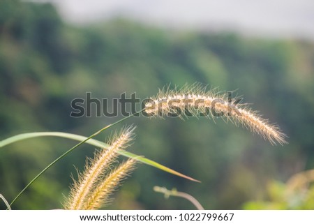 close up of pink reeds grass with green grass background. Autumn reeds grass background texture. landscape of reeds grass background.