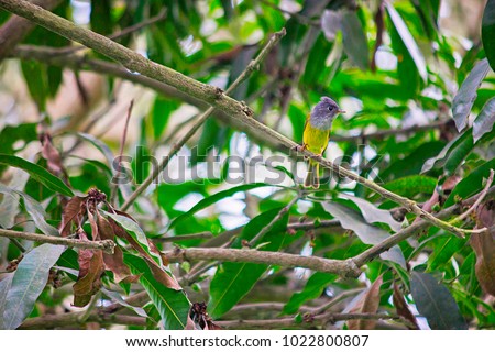 Gret Headed Canary Flycatcher, Culicicapa ceylonensis, Dudhwa Tiger Reserve, Uttar Pradesh