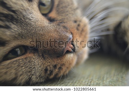 The muzzle of cat close up