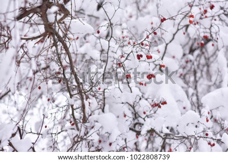 bright red berries on branches under snow