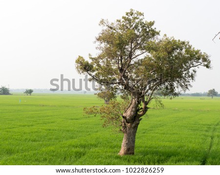 Solitary tree of field in early summer