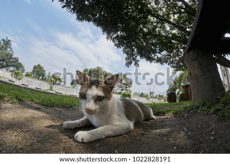 A lazy cat resting on grass field