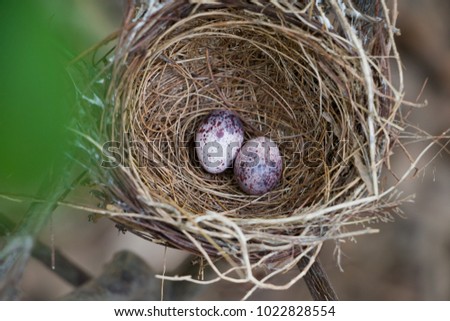 Eggs of two birds. In a nest on a lemon tree