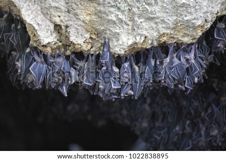 Fruit bat in the Cave in Davao, Philippines. a bat with a long snout and large eyes, feeding chiefly on fruit or nectar and found mainly in the Old World tropics.