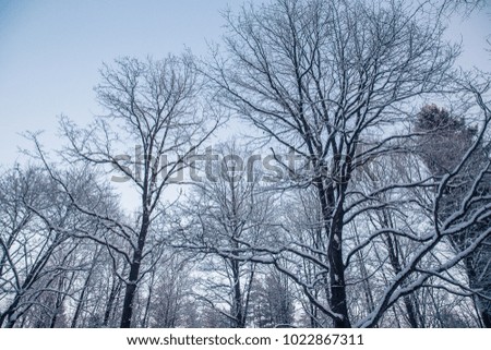 snow-covered forest at sunset
