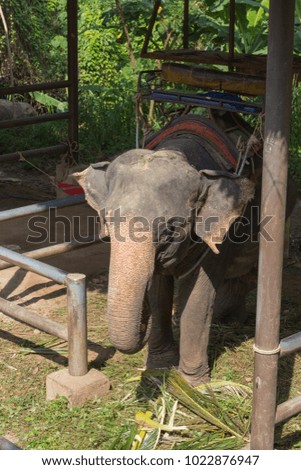Asia big elephant eating on the farm.