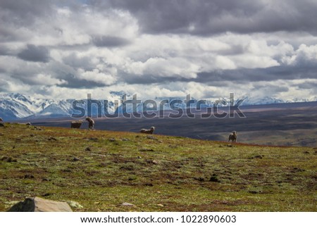 Cloudy Southern Alps from Mt John with sheep, Mackenzie, New Zealand