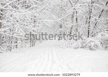 Winter forest under snow