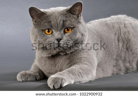 Portrait of a british shorthair cat on grey background