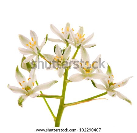 white flowers isolated on white background