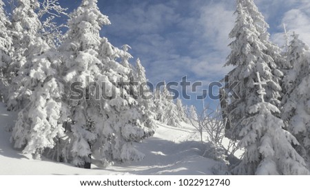 trees with thick layer of snow