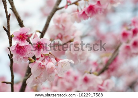 Nakijin Gusuku Cherry Blossom Festival 2018 Okinawa Japan.