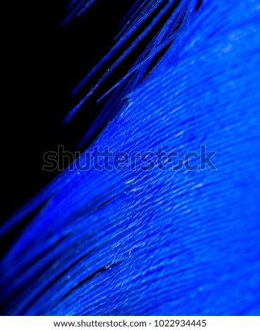 A blue feather as an abstract background