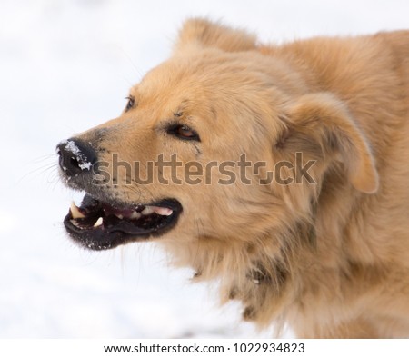 A dog eats meat in the snow
