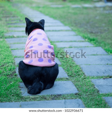 Black cat wear pink coat sitting in the garden