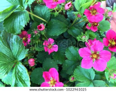 Close up of strawberry blossoms on my balcony garden  Royalty-Free Stock Photo #1022961025