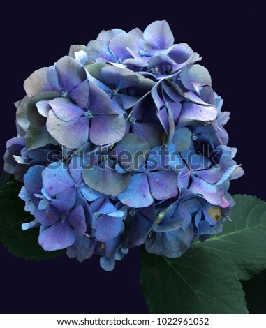 Close up of blue hydrangea flowers  Royalty-Free Stock Photo #1022961052