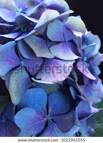 Close up of blue hydrangea flowers  Royalty-Free Stock Photo #1022961055