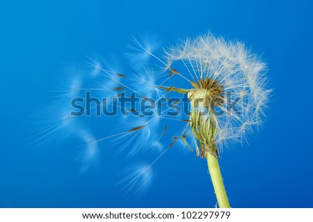 Dandelion with moving seeds on a blue background. Detailed picture of a flower