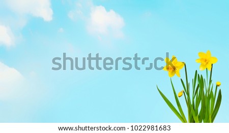 Nature spring Wallpaper with Yellow daffodils flowers on the background of blue sky. Beautiful Wide Screen background or Web Banner With Copy Space for design