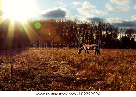 Landscape shot of a horse grazing at sunset.