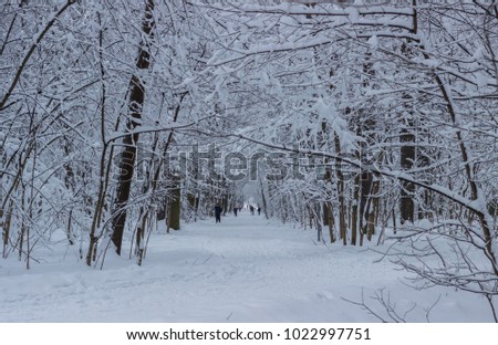 Winter forest. As if I got into a fairy tale.