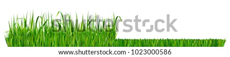 Mowed grass. Green fresh grass isolated on white background.