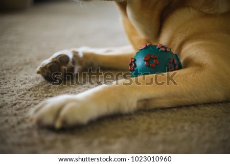 
Closeup and soft focused picture of Labrador Retriever at home. Labrador retriever guarding ball with his hand.