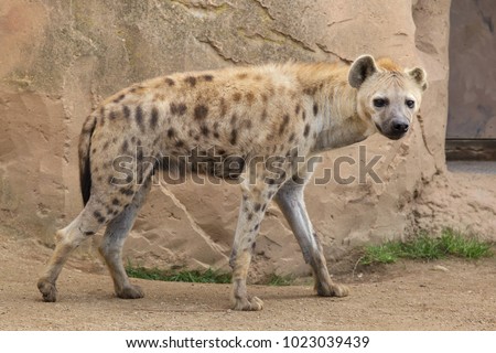 Spotted hyena (Crocuta crocuta), also known as the laughing hyena.