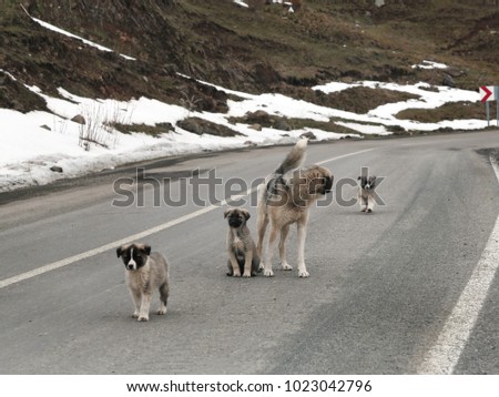 abandoned street dogs