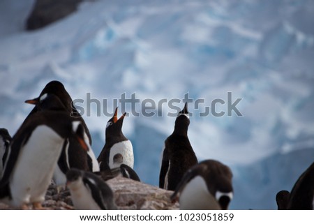 group of penguin in front of ice and glacier, Antarctica