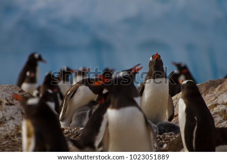 group of penguin in front of ice and glacier, Antarctica