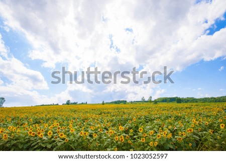 Sunflower, landscape in Hokkaido, summer landscape in Hokkaido