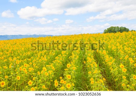 Sunflower, landscape in Hokkaido, summer landscape in Hokkaido