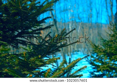 Pine tree in the foreground. Winter nature Forest trees Hills. Beautiful scenery