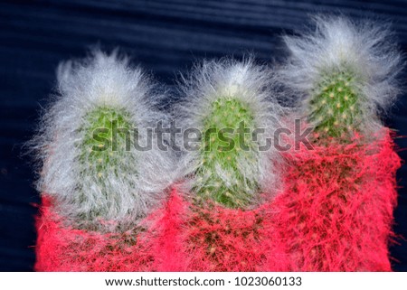 Pink cactus on the dark background. Bright cactus. Abstract background.