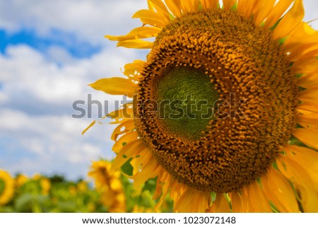 Sunflower, landscape in Hokkaido, summer landscape in Hokkaido

