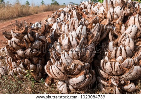 The outer peeling of the coconut is old. A lot of piles are on the floor. In rural of Thailand.