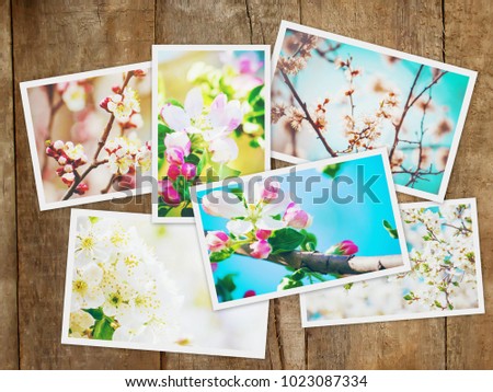 Spring flowering trees. Collage. Selective focus. 