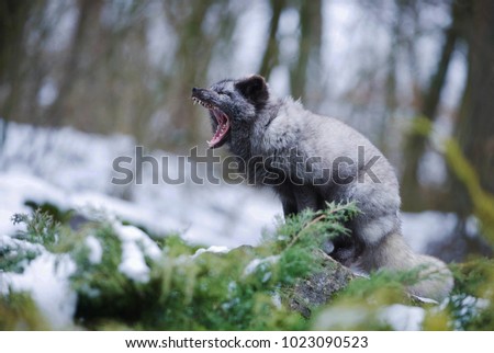 The Grey Polar Fox Sitting and Yawning. Winter Portrait. Cute Animal.